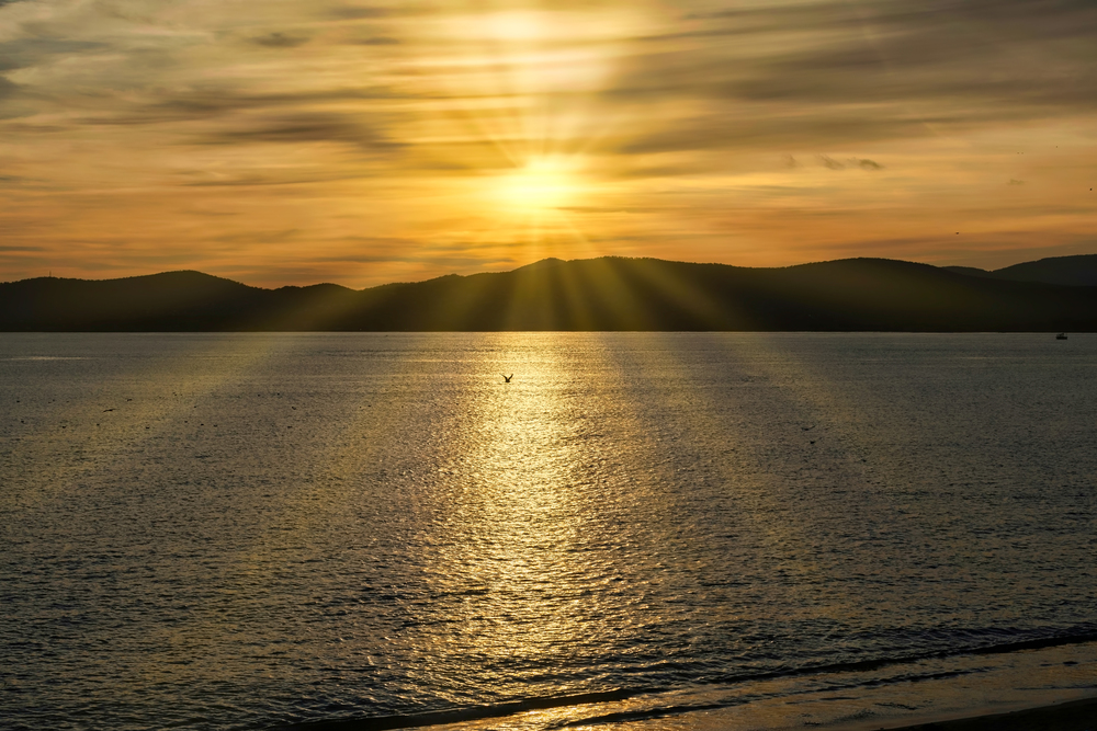 The bird in sunbeams 