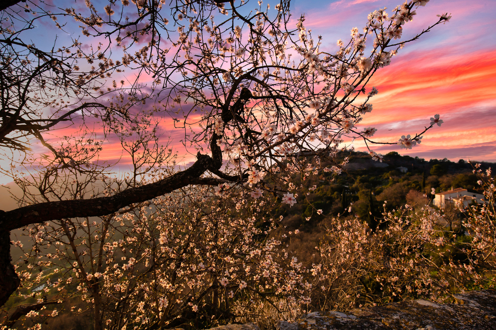 Le cerisier d'Evenos 